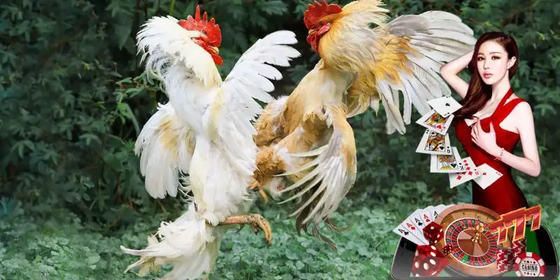 Đá Gà Good88 Trải Nghiệm Kịch Tính Thắng Lớn Mỗi Ngày